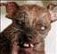 Pajje