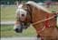 jonne