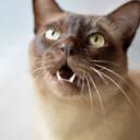 Sealle